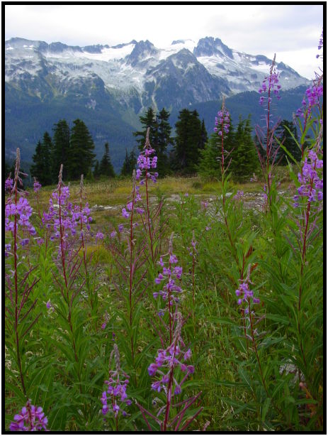 flora: flower: unknown flower : s-dsc024116.jpg