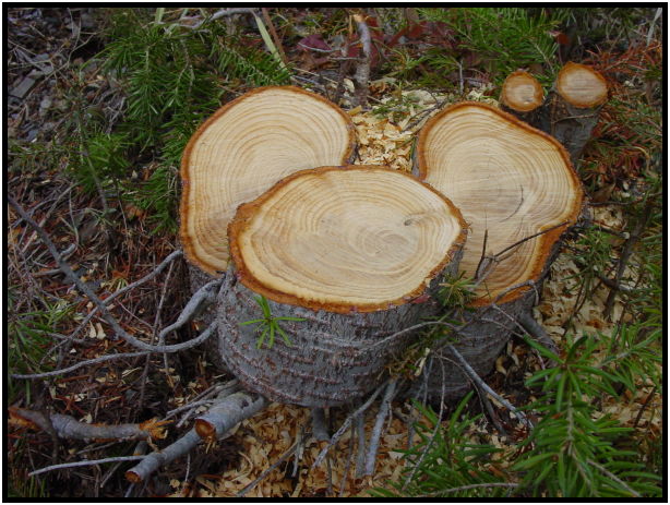 flora: tree: log : s-dsc024373.jpg