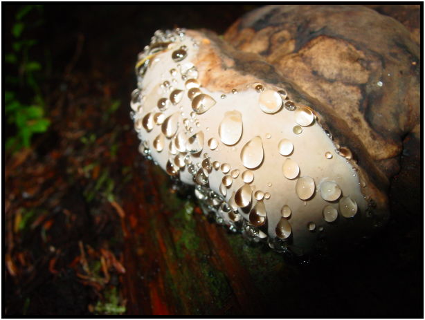 flora: mushroom: mushroom unknown : s-dsc024460.jpg
