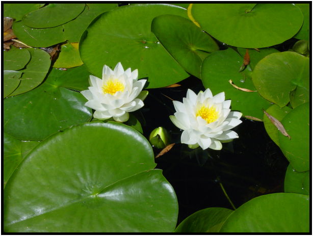 flora: flower: water lily : s-dsc022231.jpg