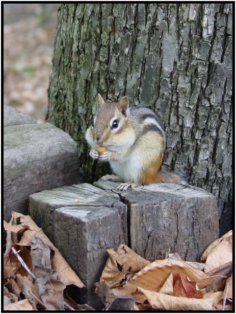 animal: chipmunk : s-dsc022102.jpg