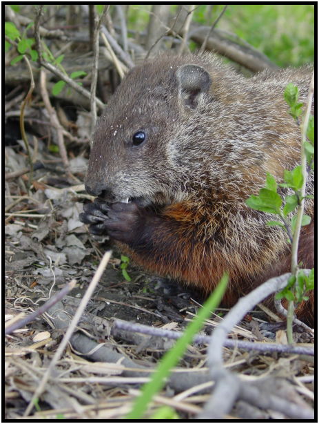 animal: beaver : s-dsc022133.jpg