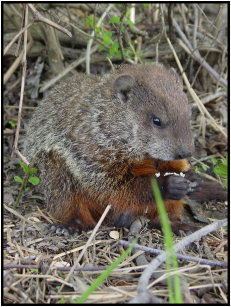 animal: beaver : s-dsc022135.jpg