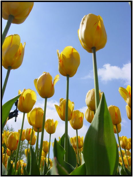 flora: flower: tulip : s-dsc022033.jpg