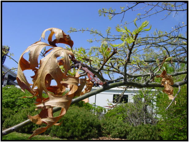 flora: tree: oak : s-dsc022042.jpg