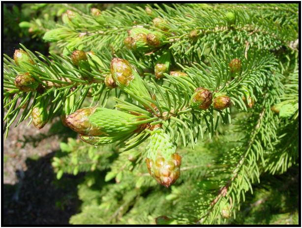 flora: tree: spruce tree : s-dsc022043.jpg