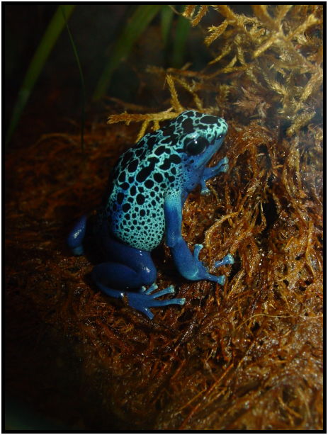animal: frog : s-dsc021626.jpg