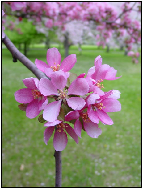 flora: tree: apple tree : s-dsc022187.jpg
