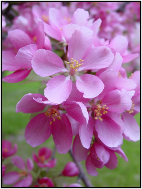 flora: tree: apple tree : s-dsc022188.jpg