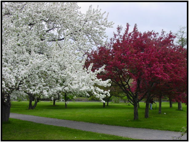 flora: tree: apple tree : s-dsc022191.jpg