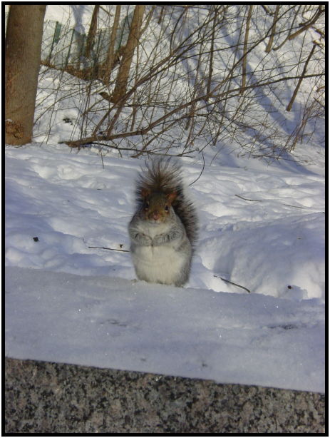 site: earth: snow : s-dsc021117.jpg