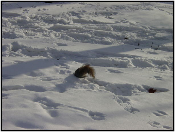 animal: squirrel : s-dsc021143.jpg