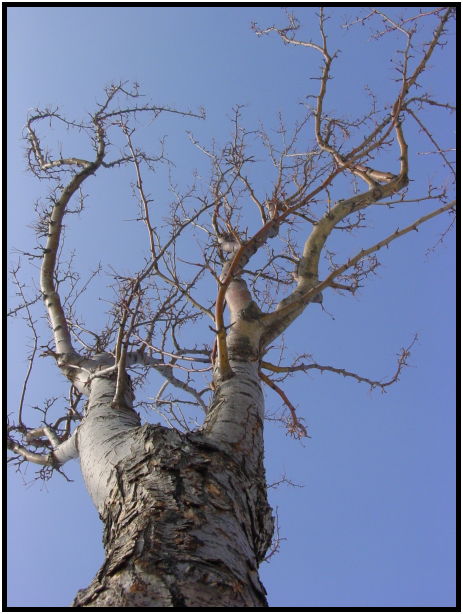 flora: tree: unknown tree : s-dsc021222.jpg