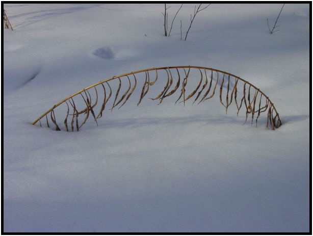 site: earth: snow : s-dsc021225.jpg