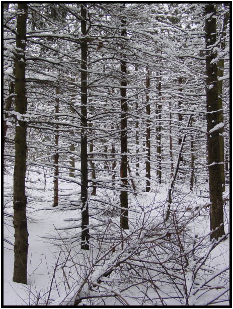 site: earth: snow : s-dsc021313.jpg