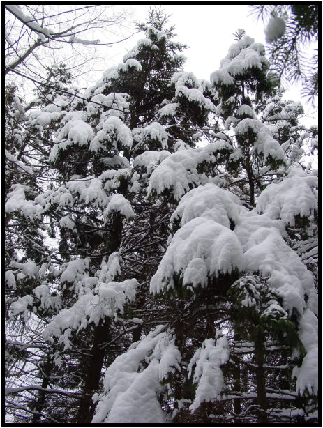 flora: tree: unknown tree : s-dsc021320.jpg