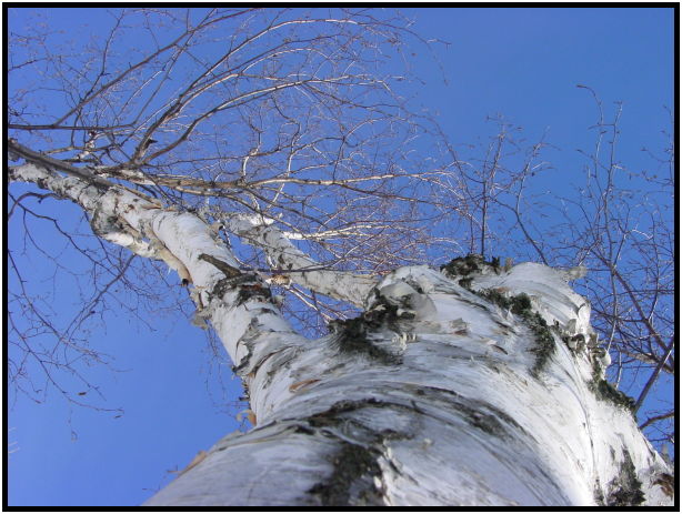 flora: tree: birch : s-dsc021441.jpg