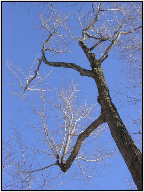 flora: tree: unknown tree : s-dsc021463.jpg