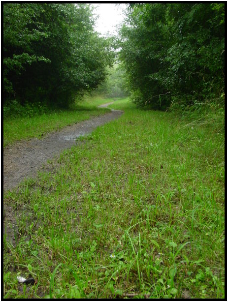 flora: grass : s-dsc023809.jpg