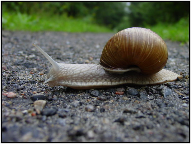 insect: snail : s-dsc023825.jpg