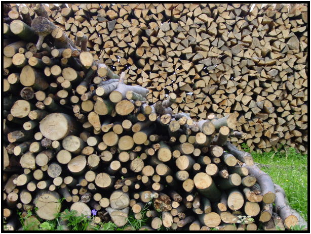 flora: tree: log : s-dsc023216.jpg