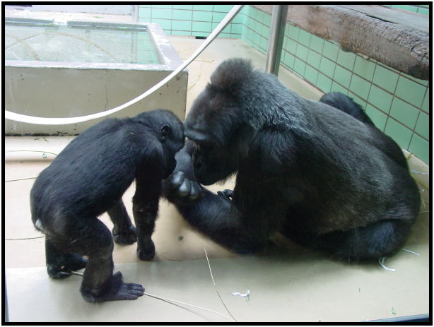 place: Germany: Stuttgart: Wilhelma Zoo : s-dsc023349.jpg