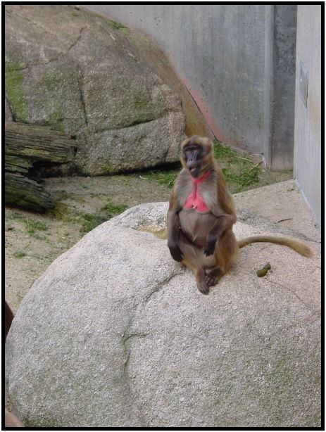 place: Germany: Stuttgart: Wilhelma Zoo : s-dsc023354.jpg