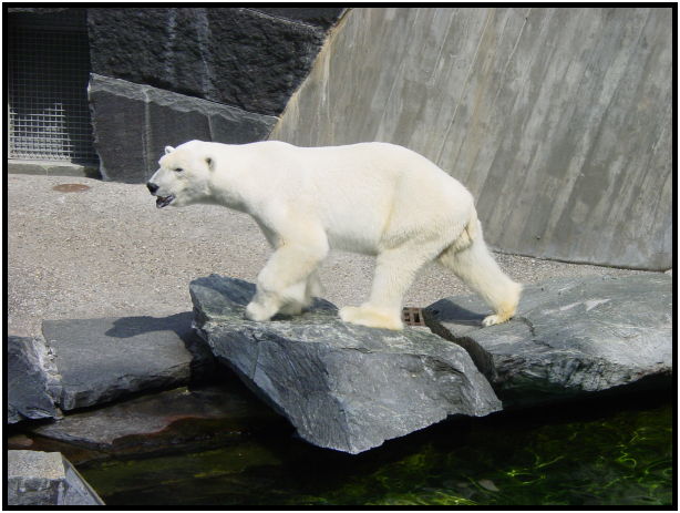 animal: bear : s-dsc023369.jpg