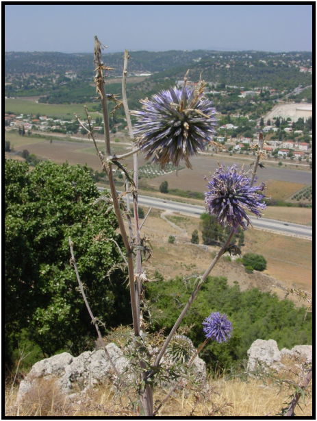 flora: flower: unknown flower : s-dsc022875.jpg