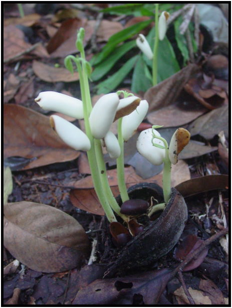 flora: flower: unknown flower : s-dsc022732.jpg