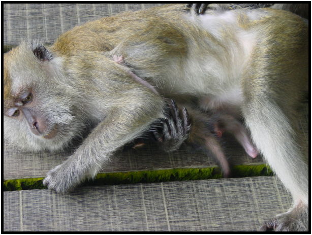 animal: monkey : s-dsc022741.jpg