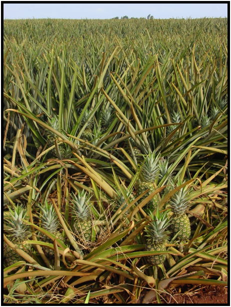 flora: fruit: pineapple : s-dsc022403.jpg