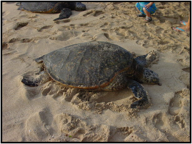 site: water: beach : s-dsc022405.jpg