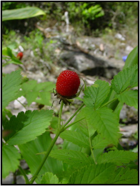 flora: berry: unknown berry : s-dsc022452.jpg
