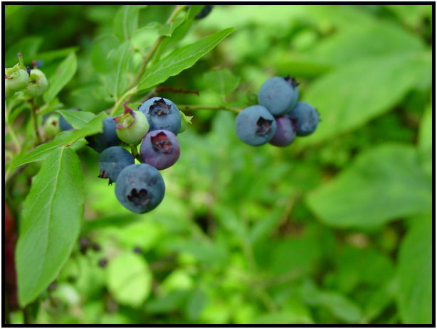 flora: berry: blueberry : s-dsc025826.jpg
