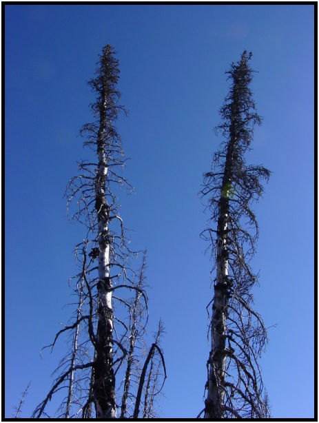 flora: tree: tree burned : s-dsc07019.jpg