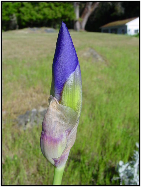 flora: flower: unknown flower : s-dsc025299.jpg