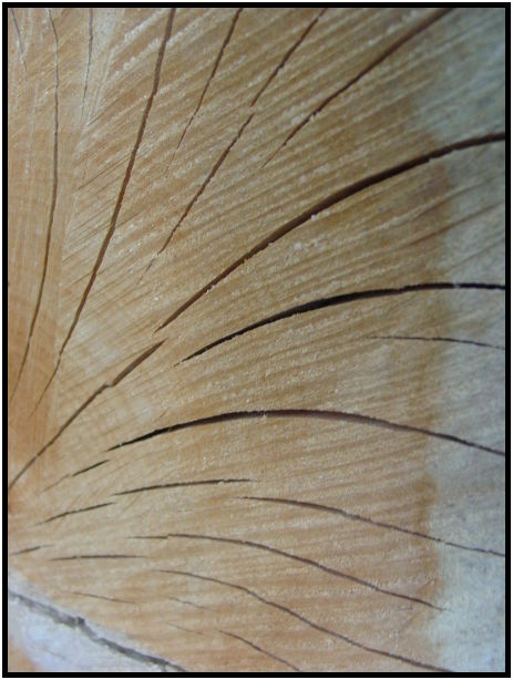 misc: pattern : s-dsc025316.jpg