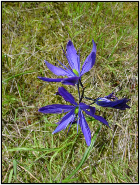 flora: flower: unknown flower : s-dsc025339.jpg
