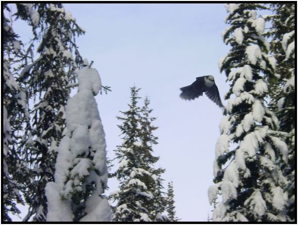 site: earth: snow : s-dsc024587.jpg