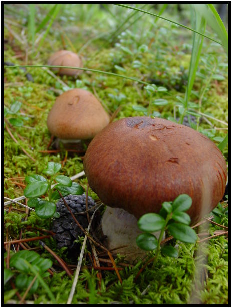 flora: mushroom: mushroom unknown : s-dsc025931.jpg