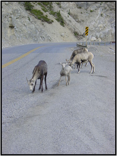 animal: goat : s-dsc025986.jpg
