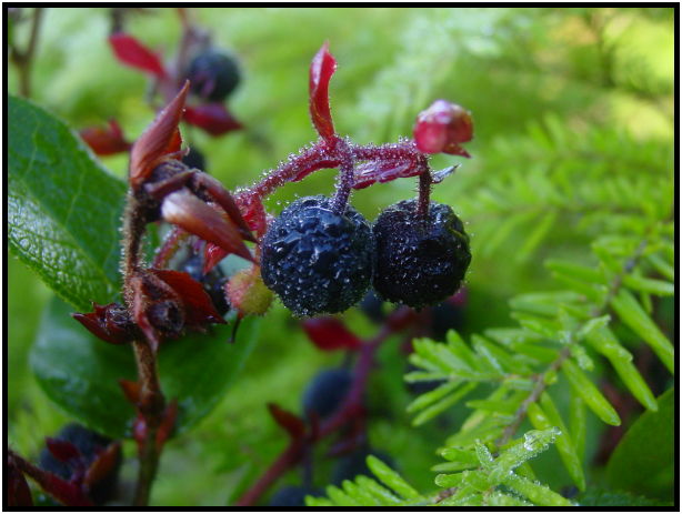 place: Canada: British Columbia: Vancouver Island: Juan de Fuca Marine Trail : s-dsc07084.jpg