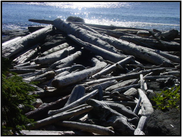 flora: tree: log : s-dsc07118.jpg