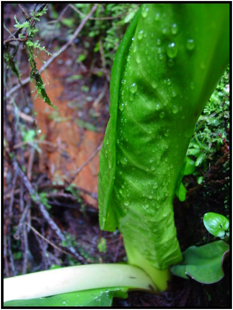 flora: leaf : s-dsc025145.jpg