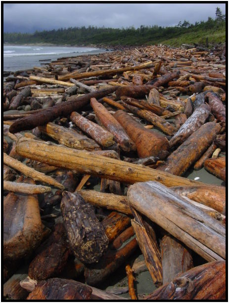 place: Canada: British Columbia: Vancouver Island: Tofino : s-dsc025196.jpg