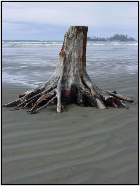 place: Canada: British Columbia: Vancouver Island: Tofino : s-dsc025276.jpg