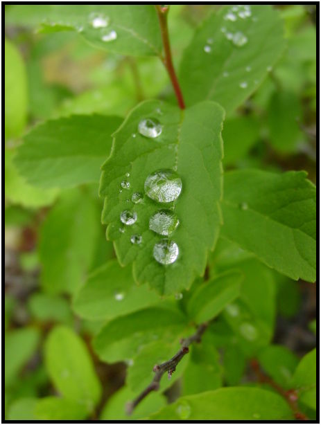 site: water: water droplet : s-dsc025473.jpg