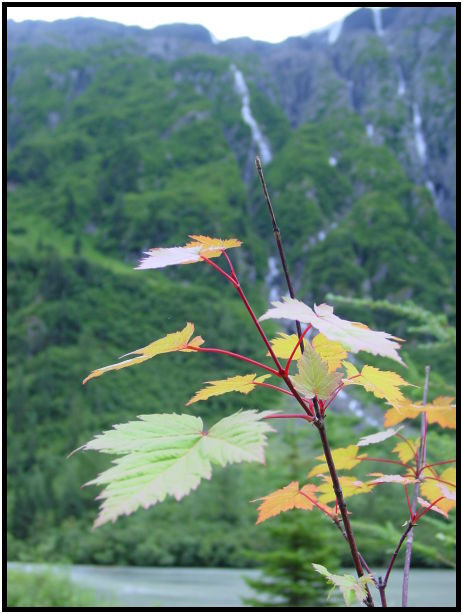 flora: leaf : s-dsc026880.jpg