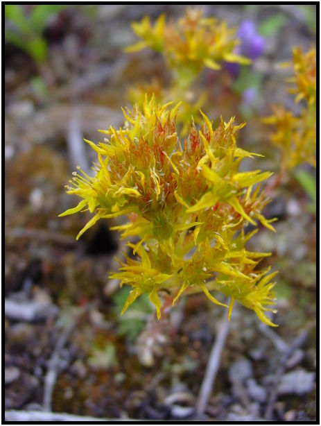 flora: flower: unknown flower : s-dsc026298.jpg